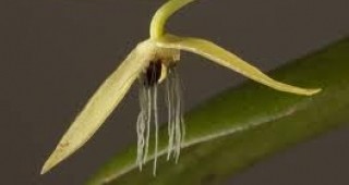 Ботаници са открили орхидея, която цъфти само през нощта