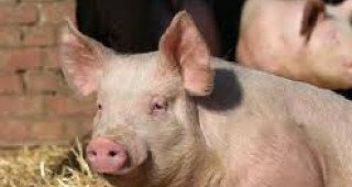 В Русия се увеличават огнищата на африканска чума по свинете