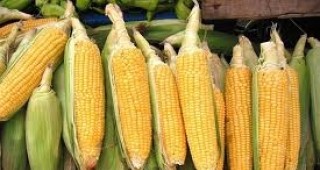 На 100% е прибрана реколтата от царевица в Добричка област
