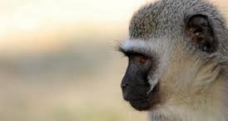 Осуетиха опит за продажба на маймуна от защитен вид