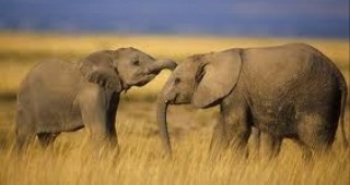 Десетки слонове загинаха от тежката суша в Африка