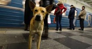 В Румъния приеха законопроект, разрешаващ евтаназията на улични кучета
