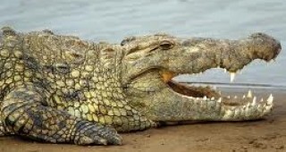 Епилираха крокодил в австралийския град Дарвин