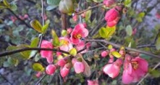 50 плодни дръвчета и розови храсти засадиха в село Калчево