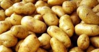 Зараза от болестта рак по картофите е установена на територията на Северна Гърция