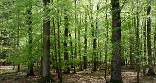 Чепеларе ще бъде домакин на семинар за горските мерки от ПРСР