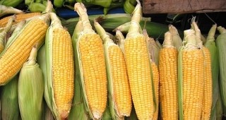 Отчитат увеличение на засетите площи с царевица за зърно