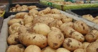 Опасност от пренасяне на зараза от болестта рак по картофите в района на Гоце Делчев