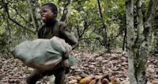 Nestle поема отговорността за борба с използването на детски труд в какаовите плантации