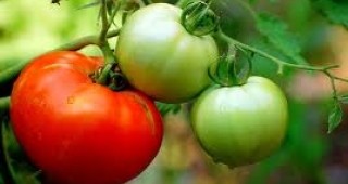 Учени от Института по зеленчукови култури в Пловдив разработиха уникален сорт домати
