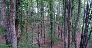 313 искания за замени са постъпили в Държавната агенция по горите