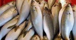 Тон и половина риба е открадната от язовир в Елховско