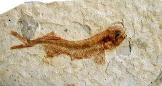 Историческият музей в Плевен се сдоби с две вкаменени риби от Китай на възраст 130 милиона години