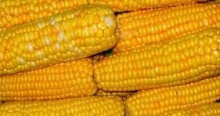 Карантинен за страната вредител по царевицата е открит на територията на общините Ракитово и Велинград