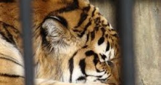 Оперираха женски амурски леопард от софийския зоопарк