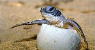 Бебетата костенурки могат да общуват помежду си, преди да се излюпят