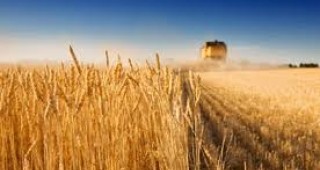 Заради сушата реколтата от зърнени култури в Молдова ще бъде с около 15-20% по-ниска