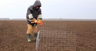 Започва проучване на влиянието на дивите гъски върху добивите от пшеница в Крайбрежна Добруджа