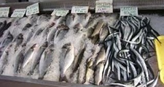 Виетнамската риба пангасиус е хит в Бургас