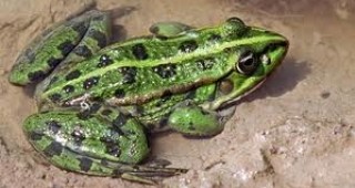 Хванаха бракониери на жаби в Пловдивско