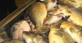 По пазарите и рибните борси в Силистра и Тутракан шаранът се продава на цени от 5.90 до 6.00 лева