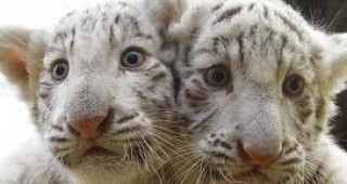 Във Франция бяха показани две новородени бели тигърчета