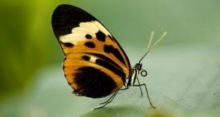 С близо ¾ са намалели различните видове пеперуди във Великобритания