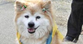 В Япония почина най-старото куче в света