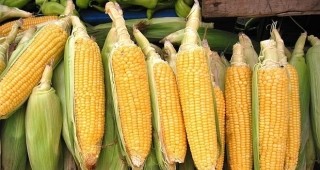 При среден добив от 510 кг/дка завърши жътвата на царевица в Шуменска област