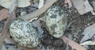 Колекция от яйца на защитени видове птици е открита в частен дом в Бургас