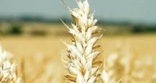 Дългите периоди на ниски температури тази есен забавят развитието на пшеничените посеви