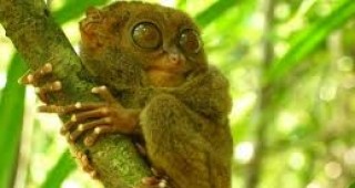 Най-малкият примат в света е застрашен от изчезване