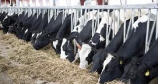 Изплащат националните доплащания на животновъдите