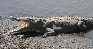 Агресивен крокодил нападна двама австралийски рибари