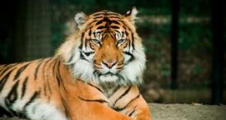 Застреляха тигър, избягал от клетка в румънски зоопарк
