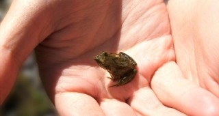 На остров Нова Гвинея са открити най-малките жаби в света
