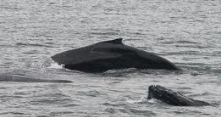 В капан между плаващи ледени късове са попаднали над 100 кита в Берингово море