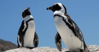 В Нова Зеландия спасиха пингвини, пострадали от петролен разлив