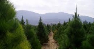 Всяка Коледа десетки хиляди дръвчета в България се отсичат за коледни елхи