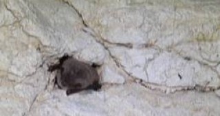 Колонията от прилепи в Деветашката пещера е в нормалното си състояние