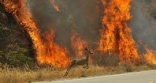 Хиляди хектари горски площи бяха обхванати от пожари в южната част на Аржентина