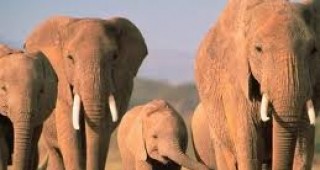 Древните слонове, подобно на съвременните, са живеели и пътешествали в групи