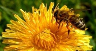 Започва прием на документи по програма Пчеларство