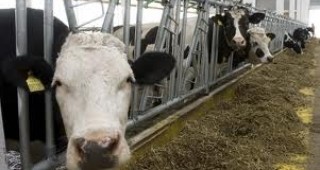 Животновъдите са доволни от субсидиите за 2012 г., които получиха на глава добитък