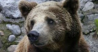 За периода на есенния лов на руския остров Сахалин са убити 32 кафяви мечки