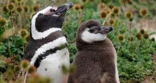 В столичния зоопарк гостуват шест пингвини дженто
