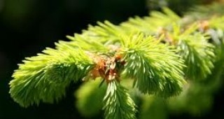 Открити са близо 70 вида мъх при елхите, които предизвикват алергии