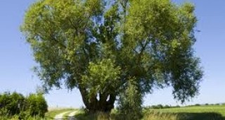 Дървото босвелия е застрашено от изчезване