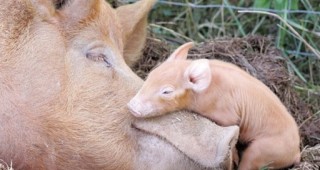 Кризата с ирландското свинско месо е предизвикана от машинно масло, смесено с фуража за животните