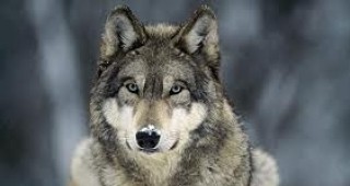 През следващата есен ловът на сиви вълци в Минесота може да бъде подновен